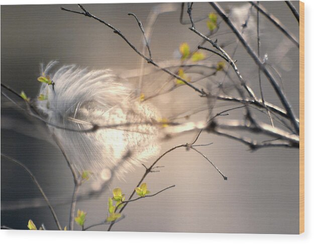 Feather Wood Print featuring the photograph Captured small feather by Vlad Baciu
