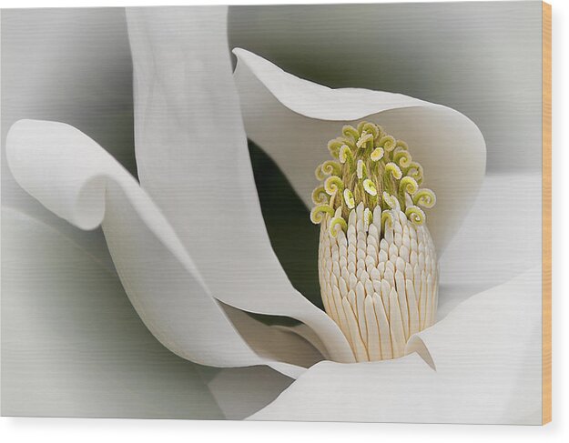 Elegant Magnolia Wood Print featuring the photograph Elegant Magnolia II by Ken Barrett