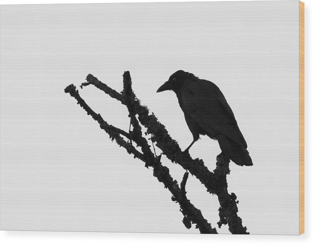 Rave Wood Print featuring the photograph The Raven by Ken Barrett