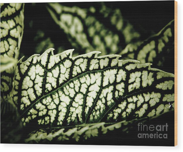Flower Wood Print featuring the photograph Jagged Leaf by Darcy Michaelchuk