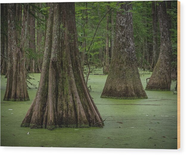 Lake Chicot State Park Wood Print featuring the photograph Lake Chicot State Park by Al White