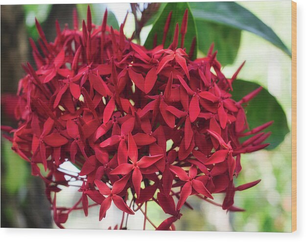 Flower Wood Print featuring the photograph Deep Ixora by Portia Olaughlin