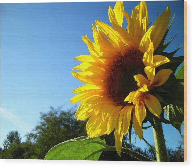 Sunflowers Wood Print featuring the photograph Sunny Sunshine in Point Roberts by Sian Lindemann