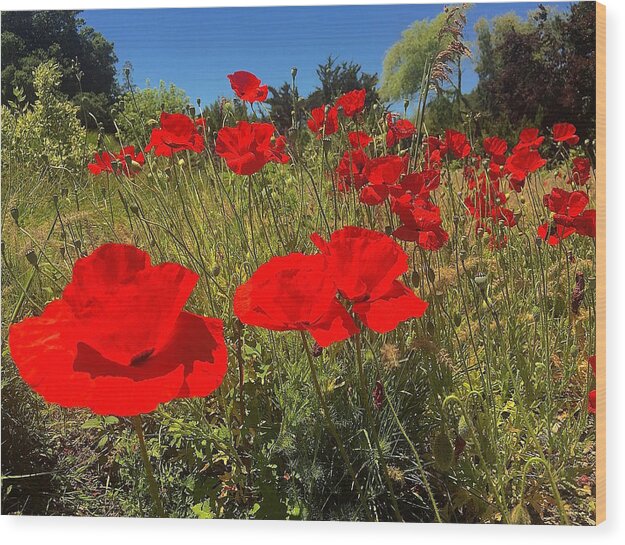 Flowers Wood Print featuring the photograph Poppies by Gillis Cone