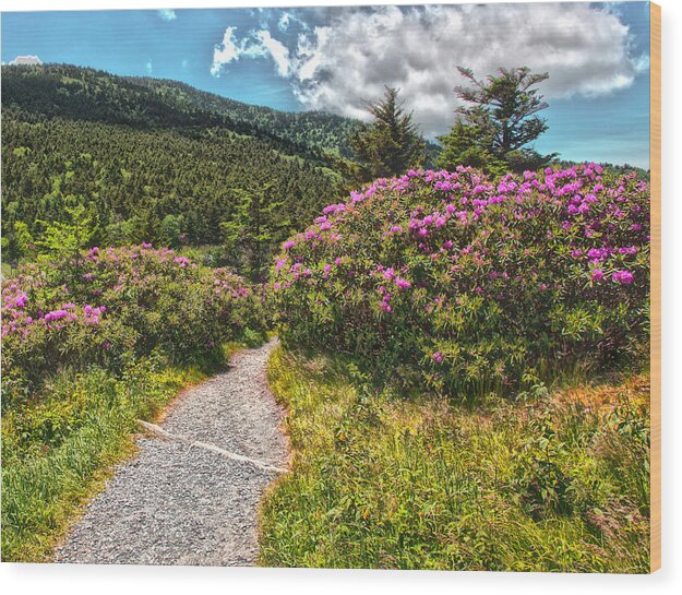 Carvers Gap Wood Print featuring the photograph Rhododendrons on the AT by Kevin Senter