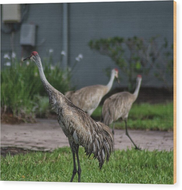 Bird Wood Print featuring the photograph When Cranes Visit by Portia Olaughlin