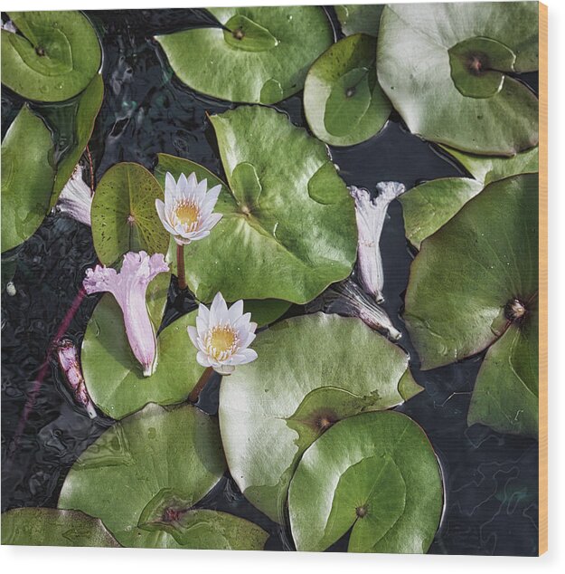 Flower Wood Print featuring the photograph Lily at Peace by Portia Olaughlin