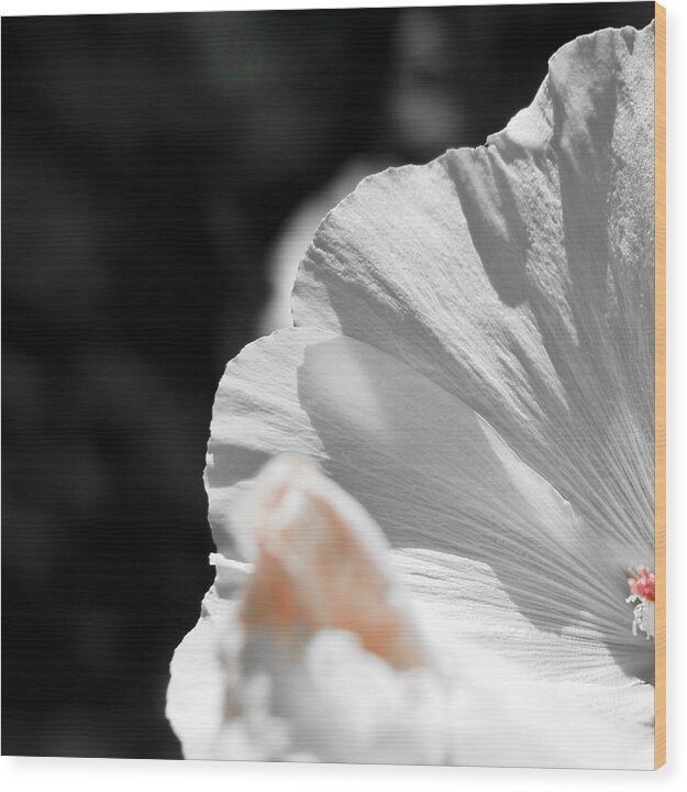 Flower Wood Print featuring the photograph White flower detail by Vlad Baciu