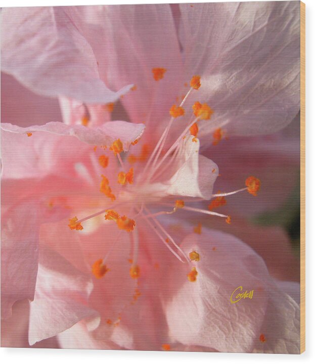 Flowers Wood Print featuring the photograph Hibiscus by Joan Cordell