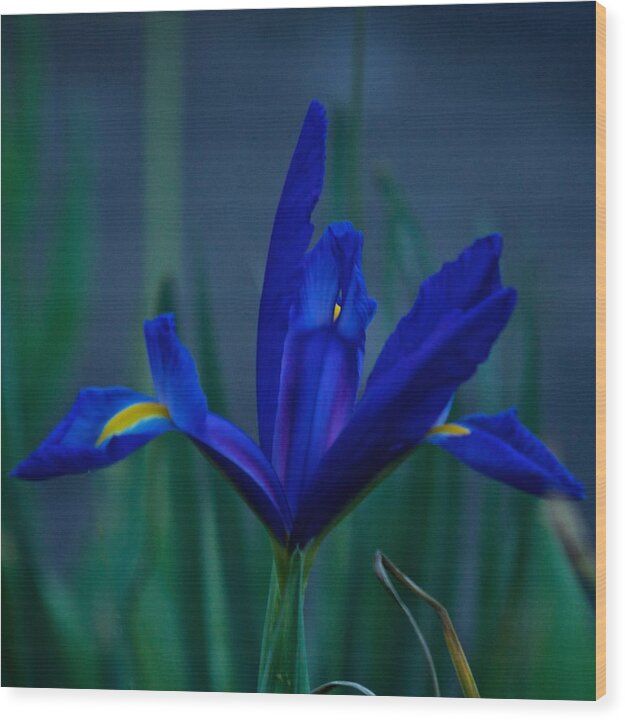 Iris Wood Print featuring the photograph Iris Blue #1 by Richard Cummings