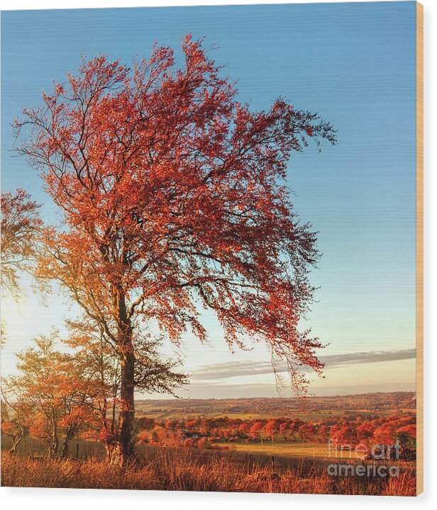 Autumn Wood Print featuring the photograph Autumn Sunshine by Kype Hills
