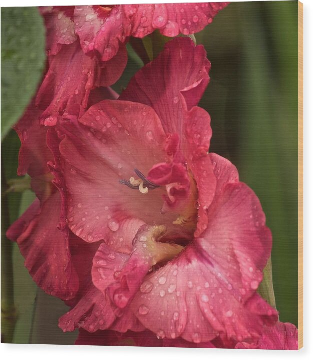 Gladiola Wood Print featuring the photograph It's Raining by Richard Cummings