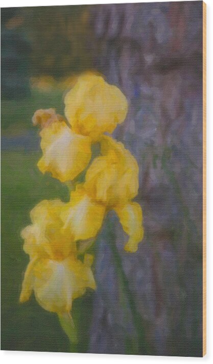 North Cascades Wood Print featuring the painting Friendly Yellow Irises by Omaste Witkowski