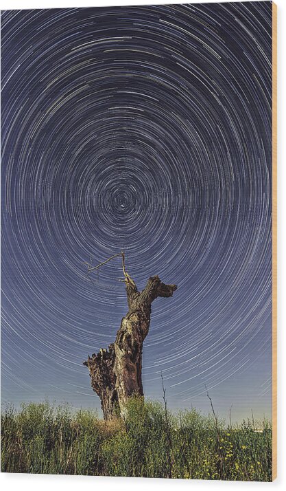 California Wood Print featuring the photograph Lonely Tree Under Star Trails by Don Hoekwater Photography