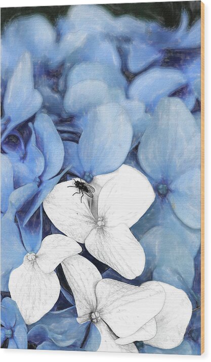 New England Wood Print featuring the digital art Country Fly Blue Hydrangea Watercolor by Tanya Owens
