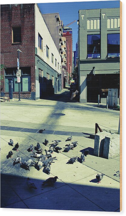 Washington Wood Print featuring the photograph Seattle Pigeons by Tara Krauss