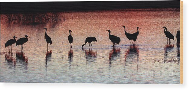 Birds Wood Print featuring the photograph Sandhill Cranes #1 by Steven Ralser