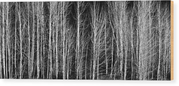 Poplar Wood Print featuring the photograph Aspens by Kyle Wasielewski