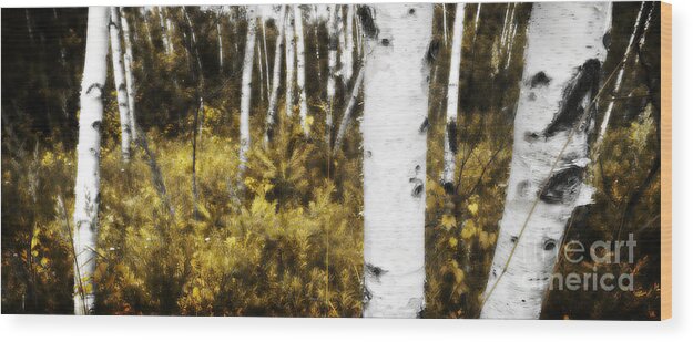 Ontario Wood Print featuring the photograph Birch Forest I by RicharD Murphy