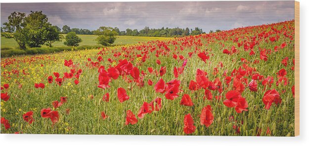 Red Wood Print featuring the photograph Field of Poppies by Mark Llewellyn