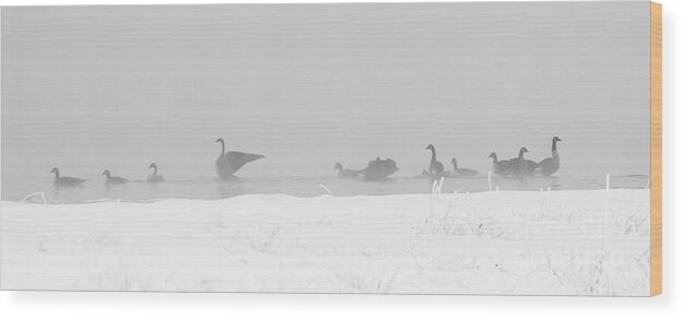 Geese Wood Print featuring the photograph Geese by Steven Ralser