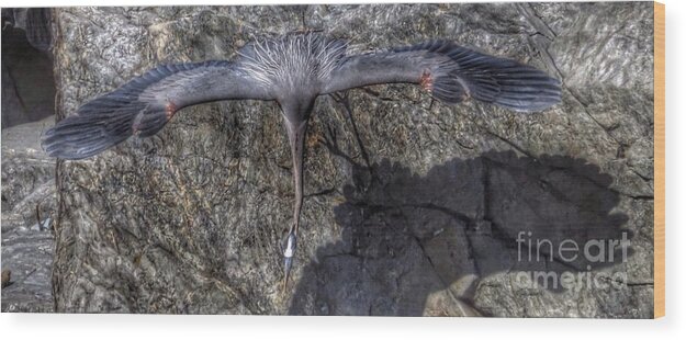 Heron Wood Print featuring the photograph Heron on the rocks number three by Rrrose Pix