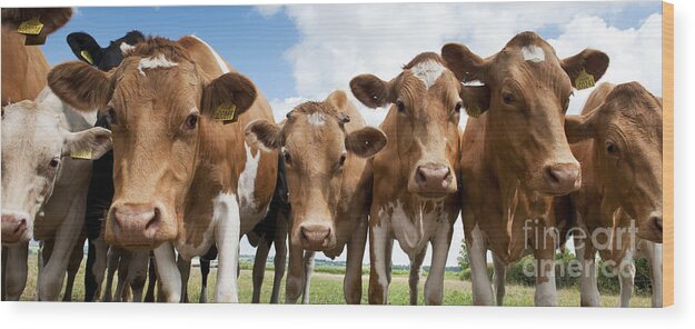 Calf Wood Print featuring the photograph Inquisitive Cows by Tim Gainey