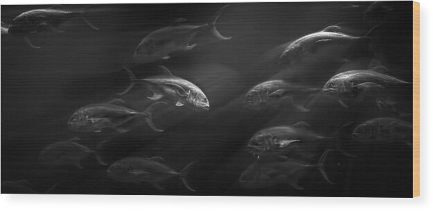Fish Wood Print featuring the photograph Lead Don't Follow by Mark Andrew Thomas
