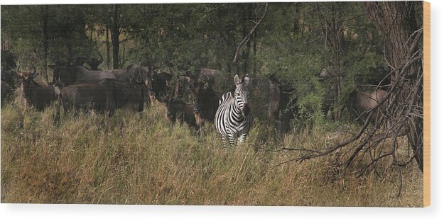 Zebra Wood Print featuring the photograph Lone Zebra by Joseph G Holland