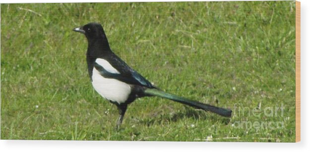 Magpie Wood Print featuring the photograph magpie in Scotland by Lesley Nolan
