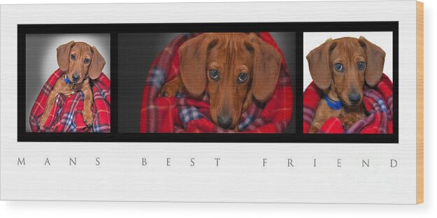 Mini Dachshund Wood Print featuring the photograph Mans Best Friend by Susan Candelario