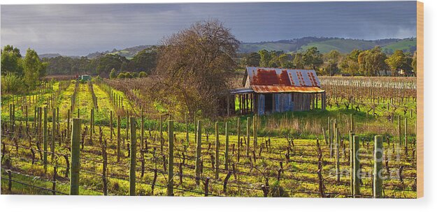 Mclaren Flat Vineyards Mclaren Vale South Australia Wine Region Growing Grapes Australian Landscape Rainbow Vines Pruned Old Abandoned House Rusty Corrugated Iron   Wood Print featuring the photograph McLaren Flat Vineyard by Bill Robinson