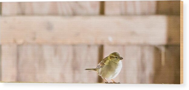 Yellow Bird Wood Print featuring the photograph Morning Bird by Courtney Webster