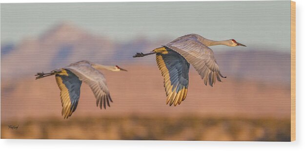 Birds Wood Print featuring the photograph Sandhill Crane Pair by Fred J Lord