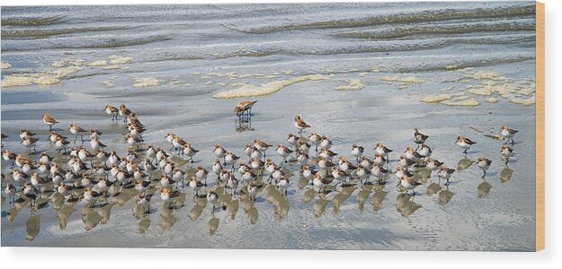 Tofino Wood Print featuring the photograph Sandpiper Reflections by Allan Van Gasbeck