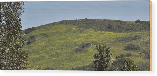 Linda Brody Wood Print featuring the photograph Sea Gulls Flying Over Canyon of Yellow Mustard Flowers by Linda Brody