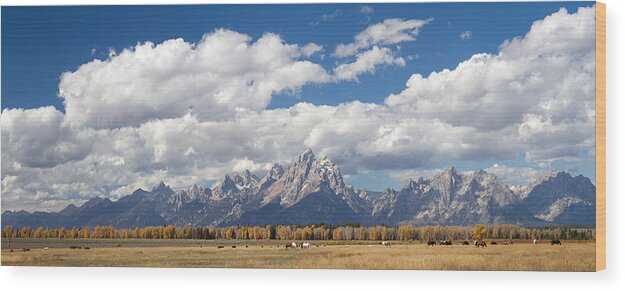 Grand Tetons Wood Print featuring the photograph Tetons and Horses by Max Waugh