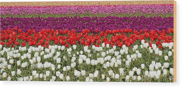 Tulips Wood Print featuring the photograph Tulip Rows by Max Waugh