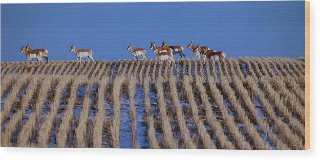 Antelope Wood Print featuring the photograph Speed Goats by Darcy Dietrich