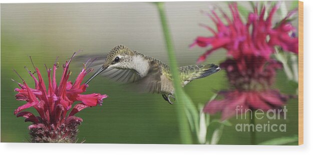Hummingbird Wood Print featuring the photograph Hummingbird and Bee Balm #1 by Robert E Alter Reflections of Infinity