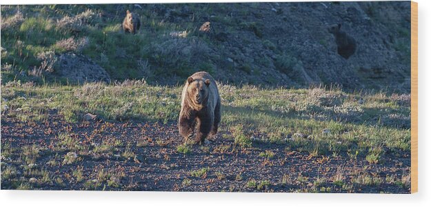 Grizzly Bear Wood Print featuring the photograph Charging Grizzly by Mark Miller