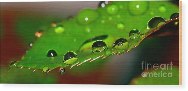 Photography Wood Print featuring the photograph Droplets on Rose Leaf by Kaye Menner by Kaye Menner