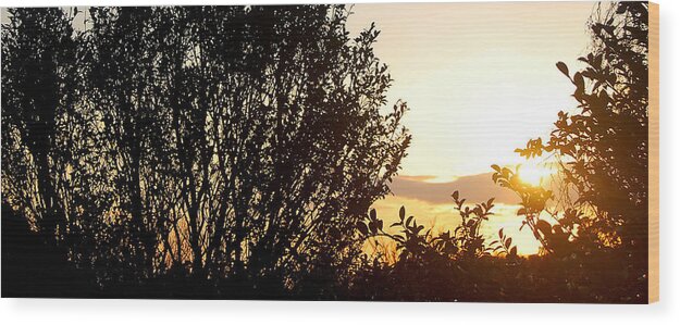 Sunset Wood Print featuring the photograph Fan by HweeYen Ong