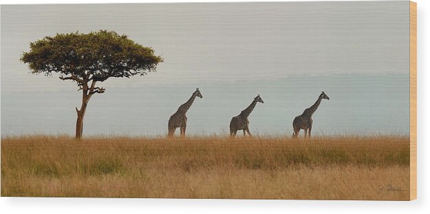 Africa Wood Print featuring the photograph Giraffes on Parade by Joe Bonita