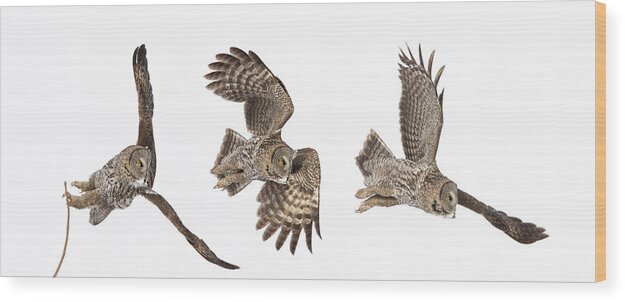 Bird Wood Print featuring the photograph Great Grey Owl Hunting by Mircea Costina Photography
