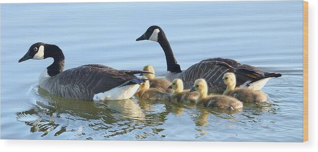 Canada Geese Wood Print featuring the photograph Keeping Them Safe by I'ina Van Lawick
