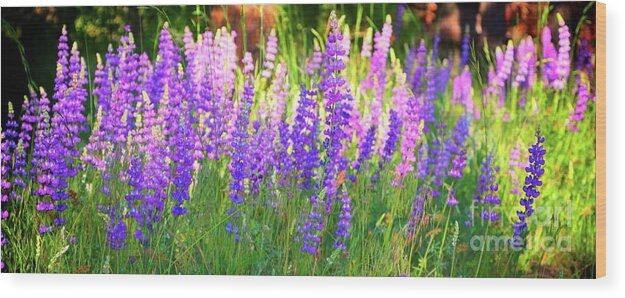 Wildflowers Wood Print featuring the photograph Mountain Lupines Wide by Gus McCrea