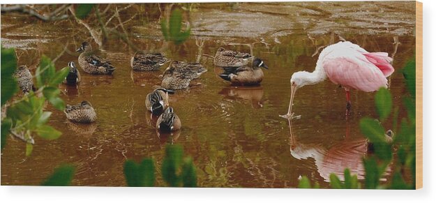 Teal Wood Print featuring the photograph Quiet in the Mangroves by Jim Bennight