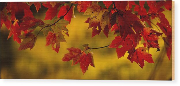 Autumn Color Wood Print featuring the photograph Soon Enough by Albert Seger