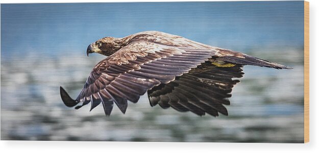 Bird Wood Print featuring the photograph Speeding by Bruce Bonnett